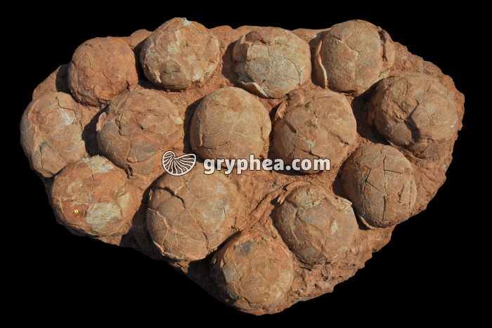 Nid d'oeufs de Dinosaure - gryphea.com